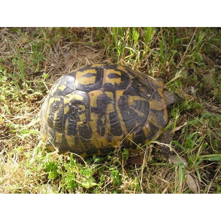 The Hermann's tortoise Testudo hermanni boettgeri