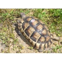 marginated tortoise Testudo marginata