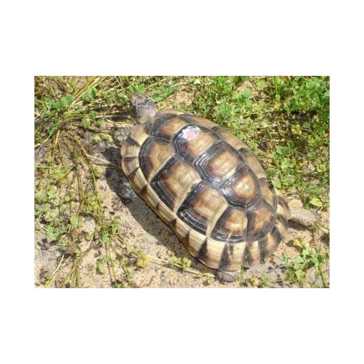 marginated tortoise Testudo marginata