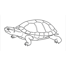 Emydura subglobosa