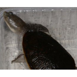 Macrochelodina rugosa northern snake-necked turtle M-L