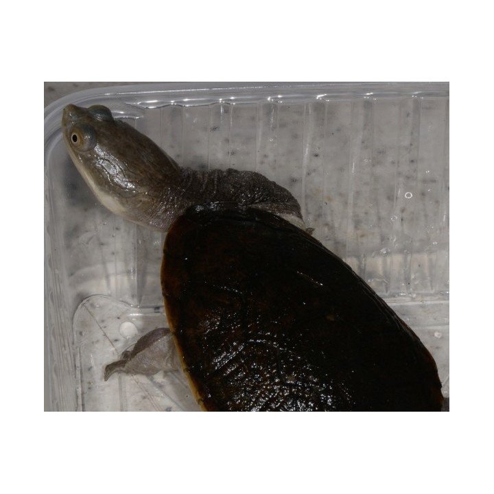 Macrochelodina rugosa northern snake-necked turtle M-L