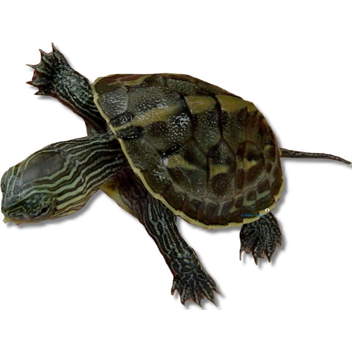 Mauremys sinesis nuori (Chinese stripe-necked turtle) | Akvaariokeidas