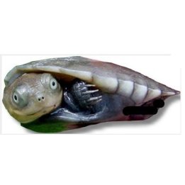 African helmeted turtle Pelomedusa subrufa