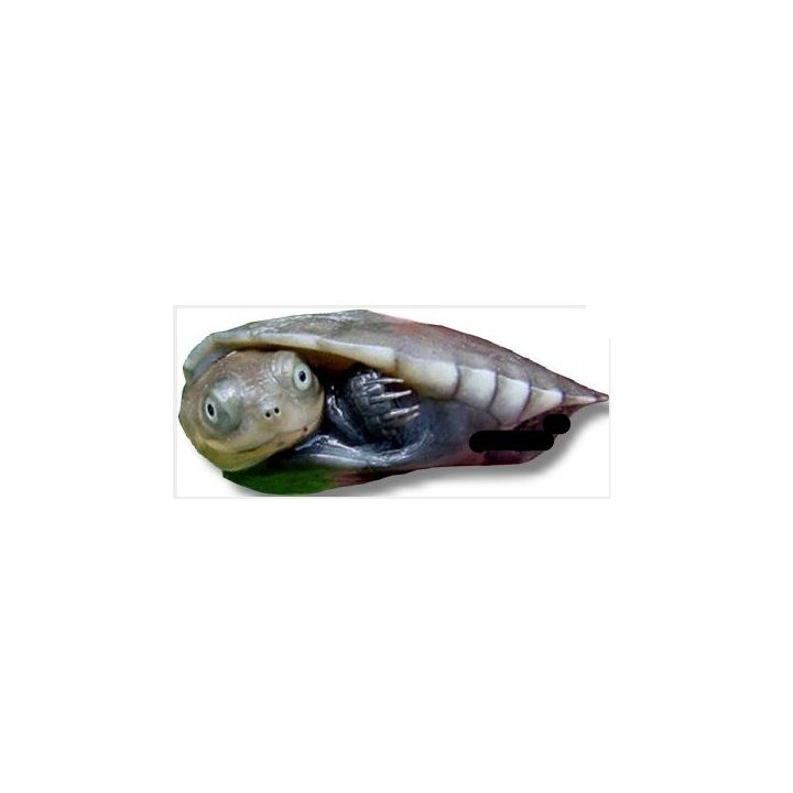 African helmeted turtle Pelomedusa subrufa