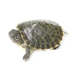 Pseudemys concinna hieroglyphica river cooter