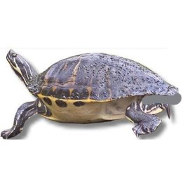 Pseudemys peninsularis Pseudemys floridana peninsularia peninsula cooter
