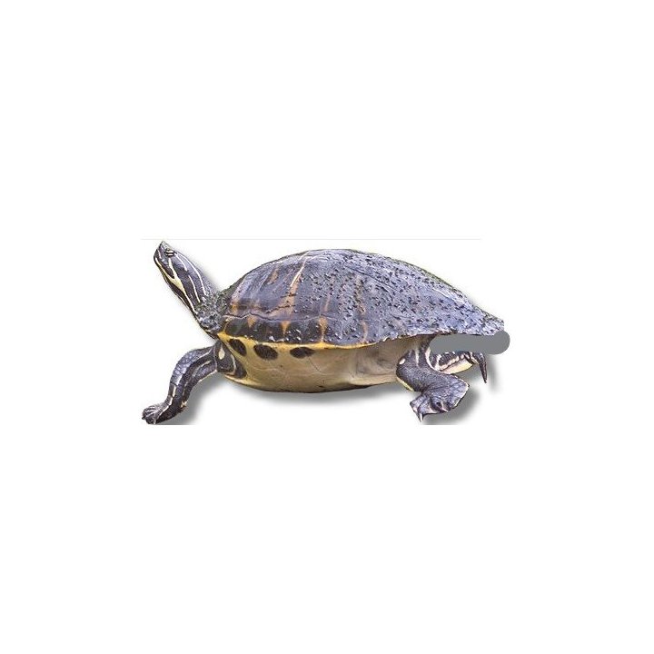 Pseudemys peninsularis Pseudemys floridana peninsularia peninsula cooter