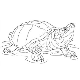 Staurotypus triporcatus Mexican musk turtle