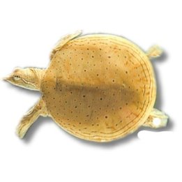 Pelodiscus sinensis (Trionyx sinensis) Chinese softshell turtle