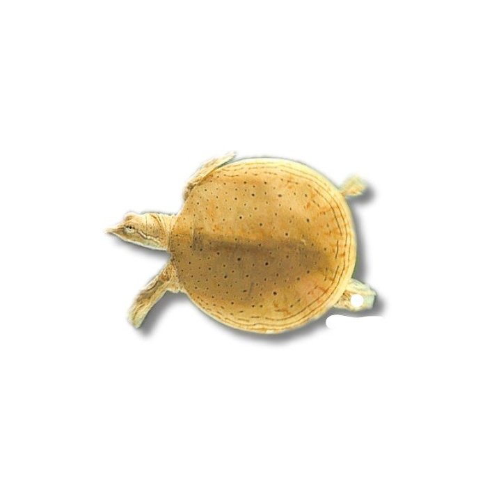 Pelodiscus sinensis (Trionyx sinensis) Chinese softshell turtle