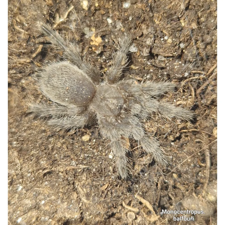 Tarantella Socotra Blue Baboon Monocentropus balfouri