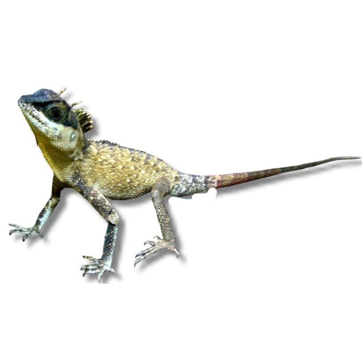 Mountain horned dragon M-L Acanthosaura capra