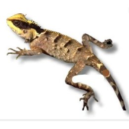 Acanthosaura lepidogaster M-L Chinese Mountain Horned Lizard
