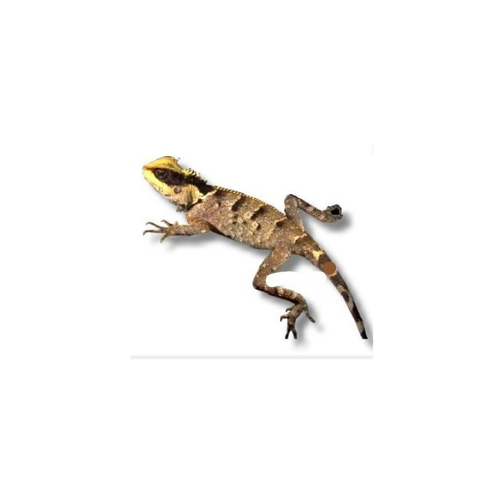Acanthosaura lepidogaster M-L Chinese Mountain Horned Lizard