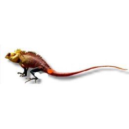 Calotes versicolor L Oriental garden lizard