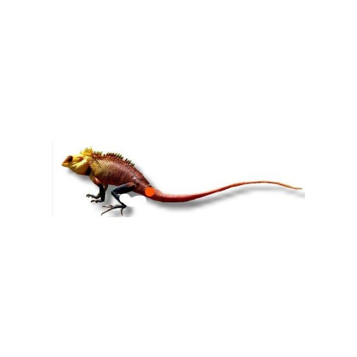 Calotes versicolor L Oriental garden lizard