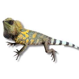 Gonocephalus chamaeleontinus M-L Chameleon forest dragon