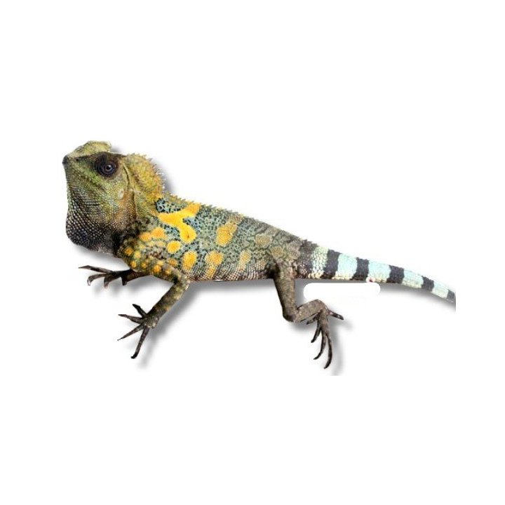 Gonocephalus chamaeleontinus M-L Chameleon forest dragon