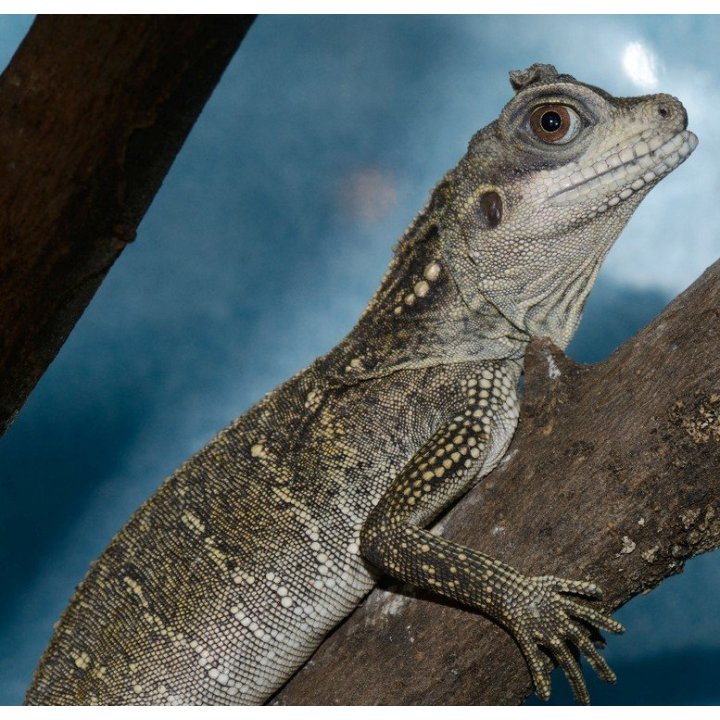 Hydrosaurus amboinensis S-M