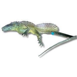 Weber's sailfin lizard (Hydrosaurus weberi) M