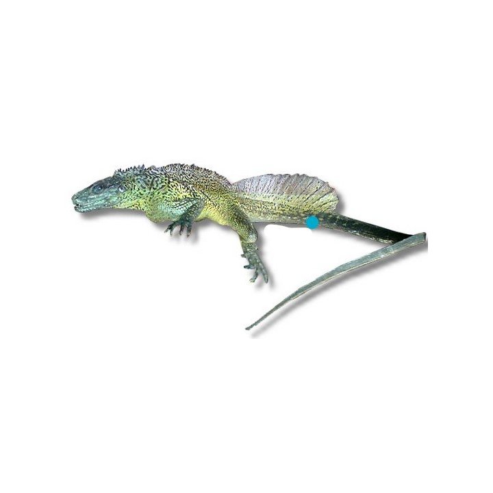 Weber's sailfin lizard (Hydrosaurus weberi) M