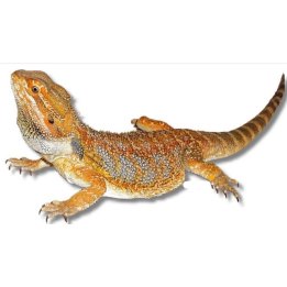 Orange skäggagam NZ Pogona vitticeps orange