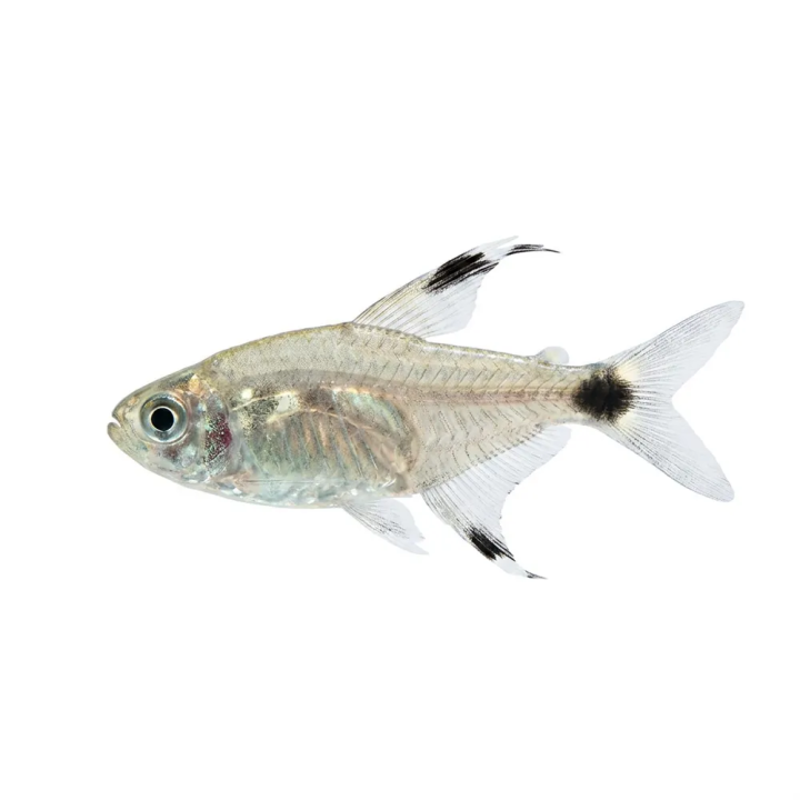 Kittytetra M Hyphessobrycon elachys | Akvaariokeidas