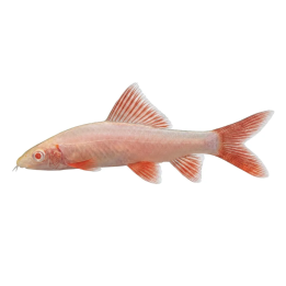 Guld Haj Vit 4-6CM Epalzeorhynchos frenatum | Akvaariokeidas