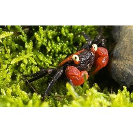 Geosesarma hagen (red devil)