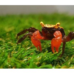 Geosesarma sp. Golden eye