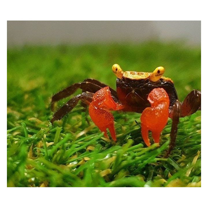 Geosesarma sp. Golden eye