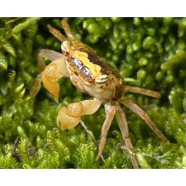 Geosesarma sp. batik