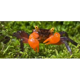 Geosesarma sp. midnight red claw