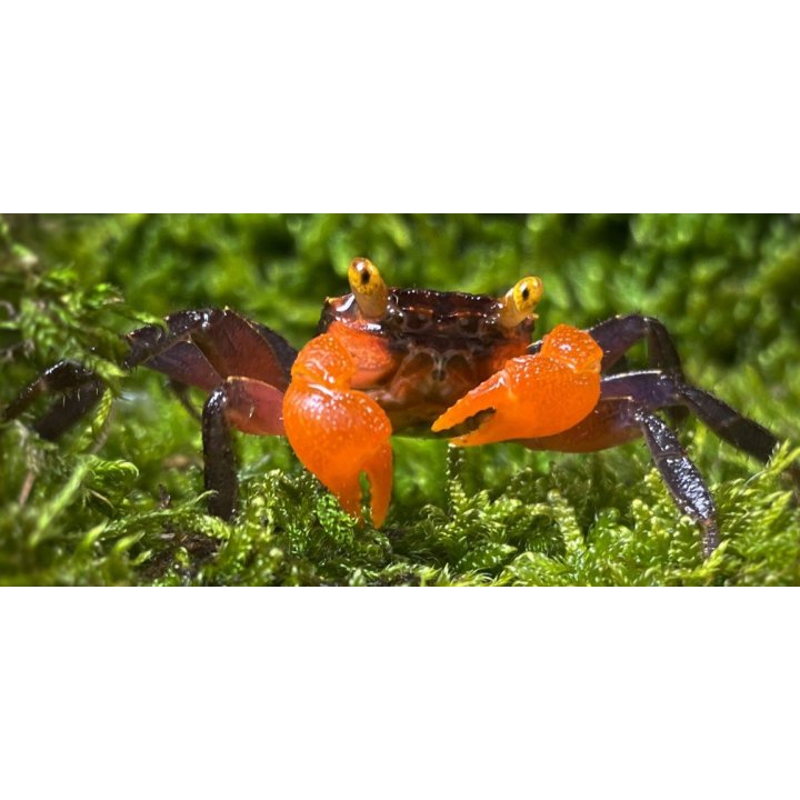 Geosesarma sp. midnight red claw