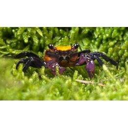 Geosesarma sp. vampire banana