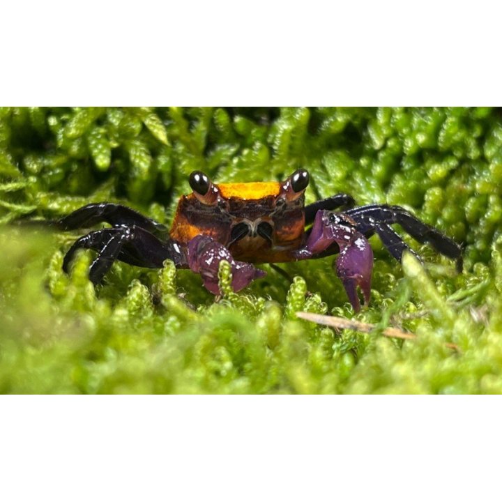 Geosesarma sp. vampire banana