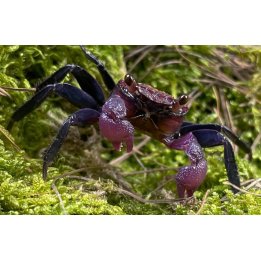 Geosesarma sp.red carnaval