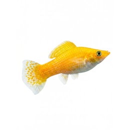 Molli keltainen neon 4-5 cm  Poecilia latipinna