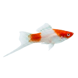 Miekkapyrstö koi kohaku 4-5 cm Xiphophorus hellerii