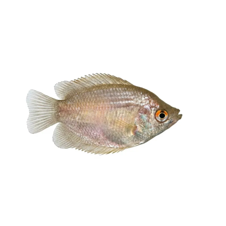 Dwarf Gourami red female 4-5 cm Trichogaster lalius