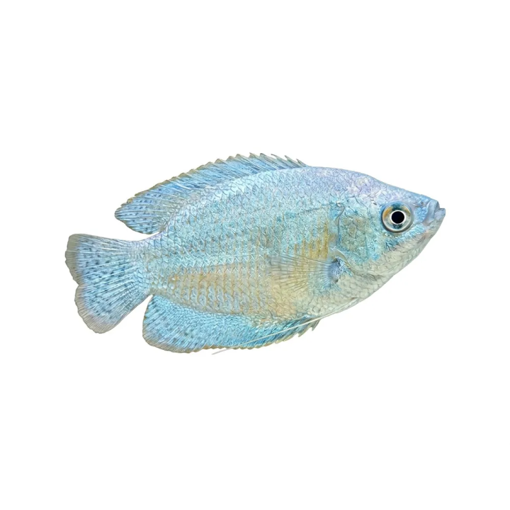 Kääpiörihmakala neon cobolt naaraat 4-5 cm Trichogaster lalius