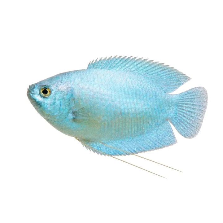 Kääpiörihmakala neon naaraat 4-5 cm Trichogaster lalius (Dwarf Gourami)