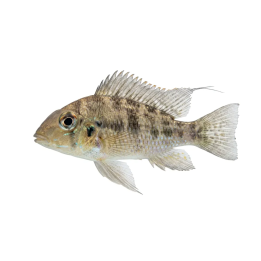 Stenflyttarciklid 4-6CM Retroculus lapidifer