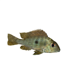 Viiritonkija, luonnonvarainen 6-8 cm Geophagus altifrons