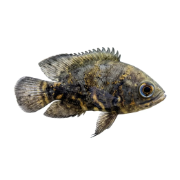 Påfågelciklid Vf 3-4CM Astronotus ocellatus