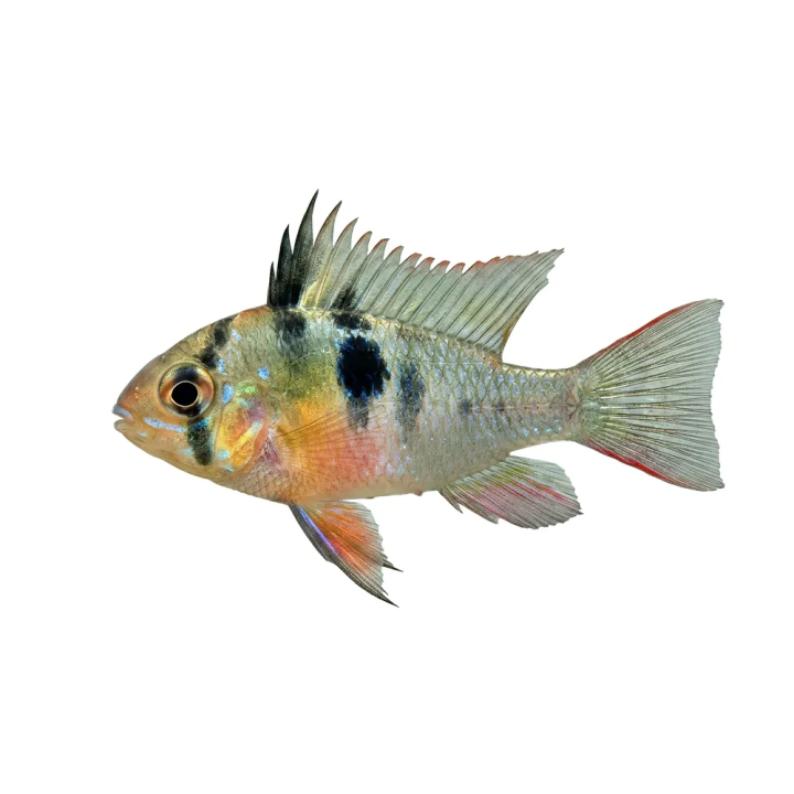 Mikrogeophagus altispinosus, 4-6 cm
