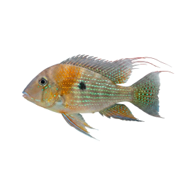 Rihmakirjoahven, luonnonvarainen 3-5 cm Acarichthys heckelii