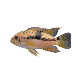 Kuviokirjoahven Aequidens diadema luonnonvarainen 6-8 cm