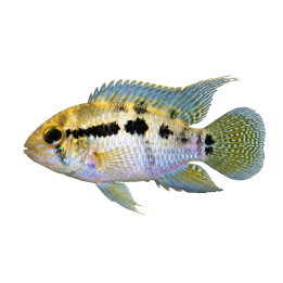 Laetacara thayeri luonnonvarainen 7-9 cm